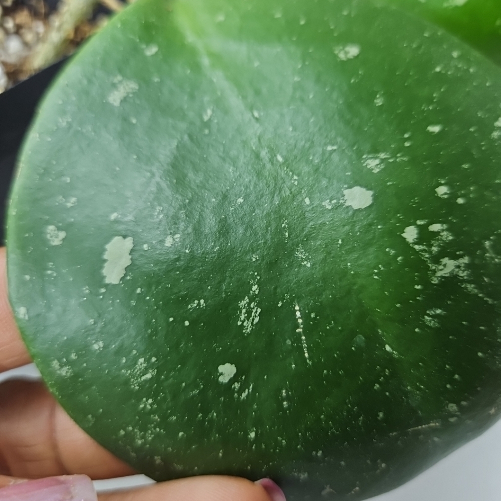 Hoya Obovata - Picture 5 of 10